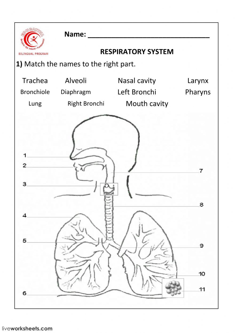 respiratory therapist online on respiratory system interactive and downloadable worksheet you can do the exercises online or dow respiratory system human respiratory system biology worksheet