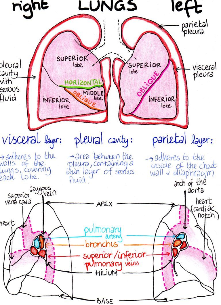 respiratory therapist training on 310 respiratory ideas in 2021 respiratory therapy respiratory respiratory care