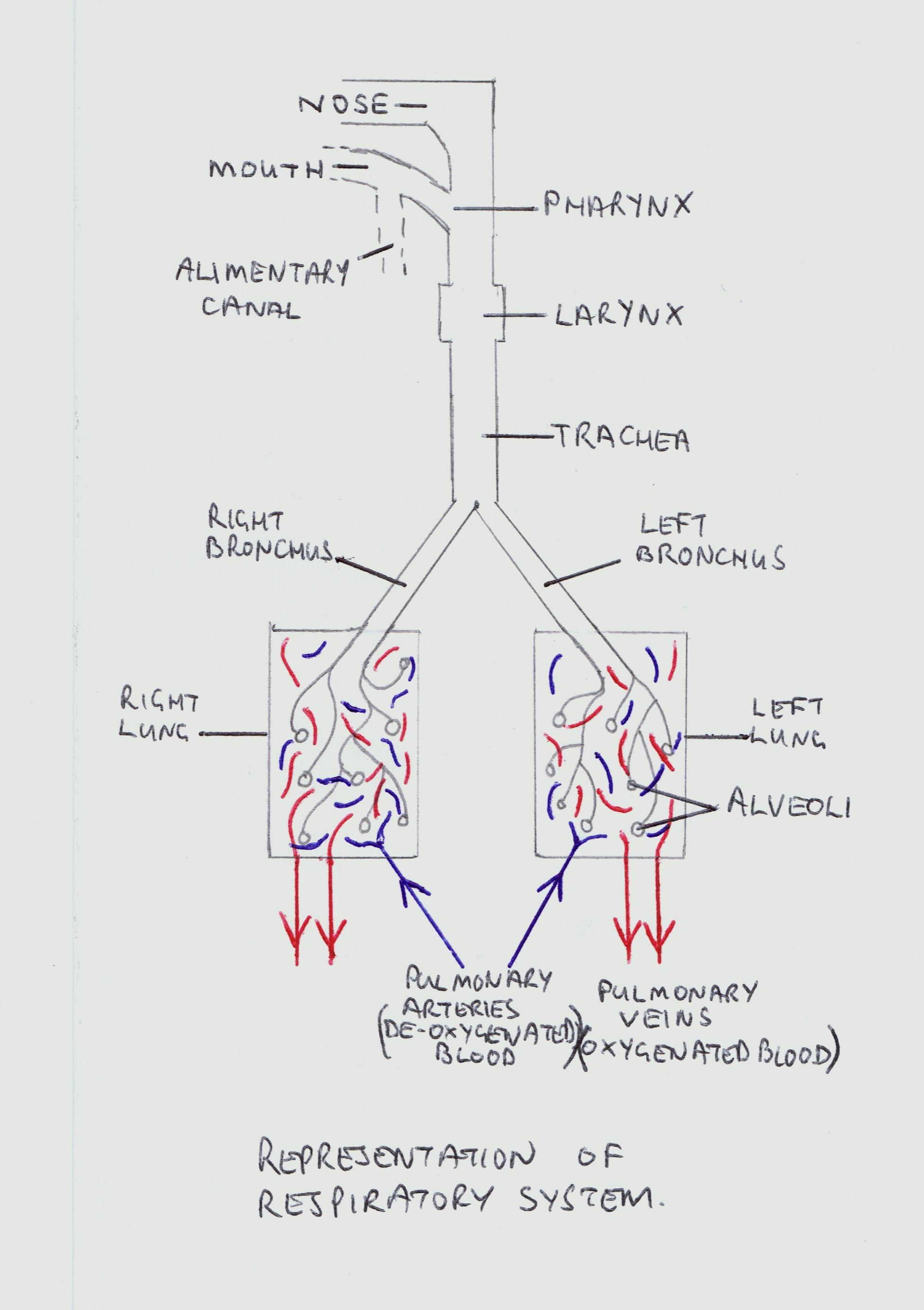 respiratory therapist training on lungs the respiratory system respiratory therapy student respiratory system anatomy respiratory