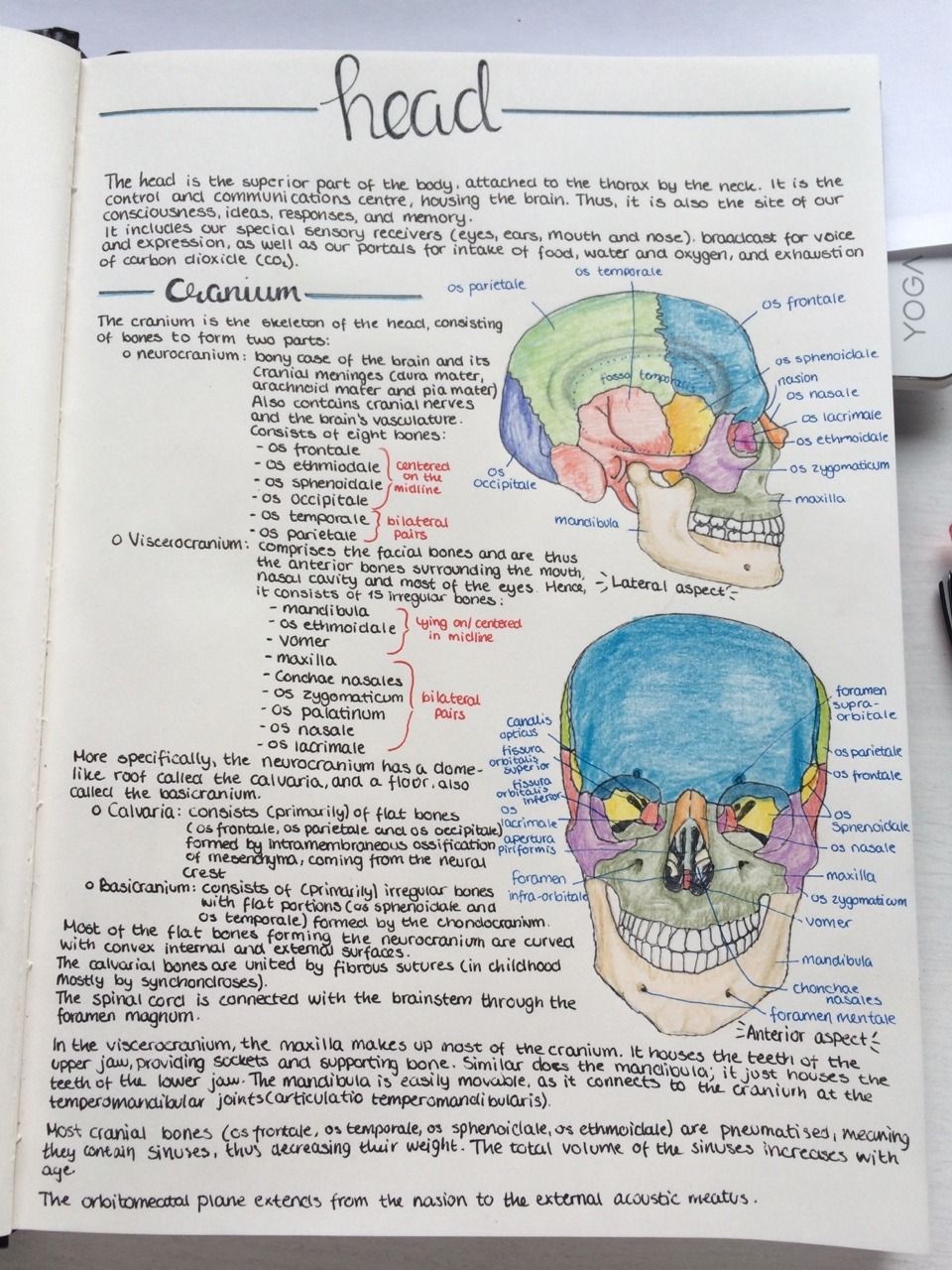 oxford medical school on the oxford handbook of medblr studiescape took some notes on the cranium nursing school notes science notes medicine notes