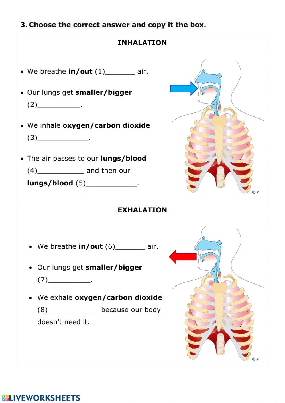 respiratory therapist online on nutrition 3 respiratory system interactive worksheet body systems worksheets respiratory system human body systems projects